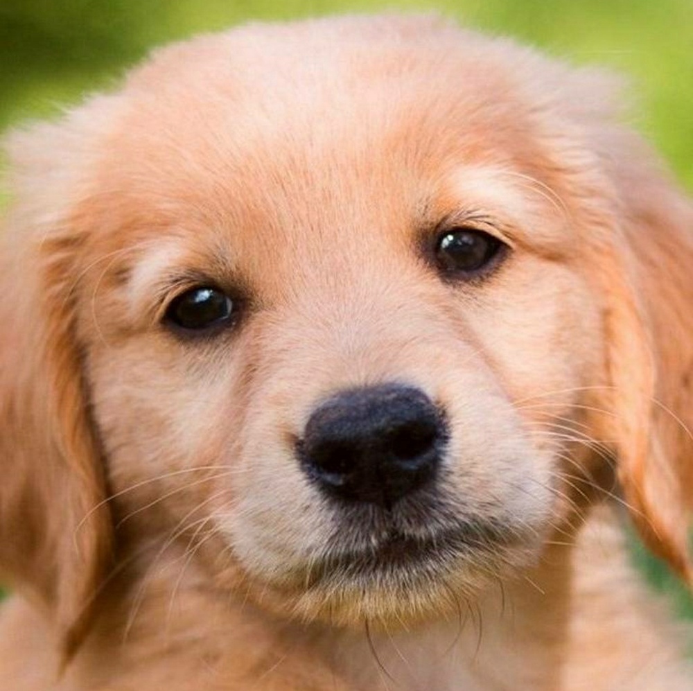 Meet your Posher, Yuli